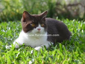 Furdinkum - British Shorthair Breeders Aust - Brisbane, Queensland