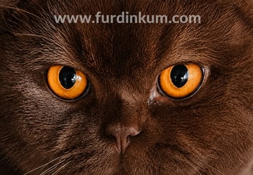 Furdinkum® - British Shorthair Breeders Aust - Brisbane, Queensland