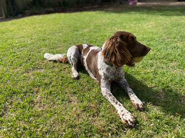 CARMGROVE English Springer Spaniels - ANKC Registered Breeder