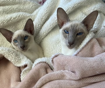 Siam Pearl Cattery - Home of Pure Siamese