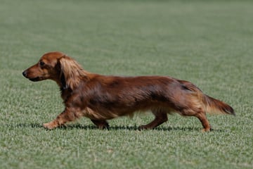 Meinrad Dachshund Breeder and Showing Qld Meinrad Dachshund Breeder and Showing Qld