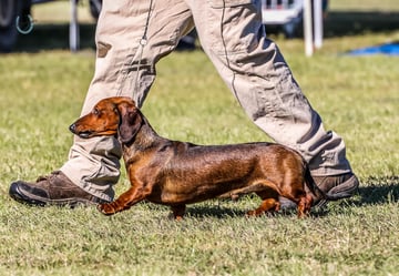 Meinrad Rottweiler, French Bulldog and Dachshund Breeder and Showing Qld 