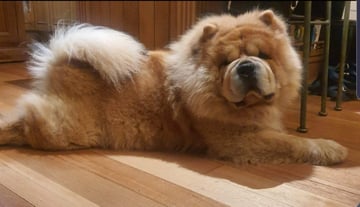 MOONACRE = CHOW CHOW BREEDER 