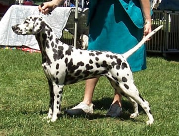 Dimadal Kennels, breeder of quality Dalmatians and Boston Terriers