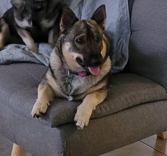 Stefindy Swedish Vallhund