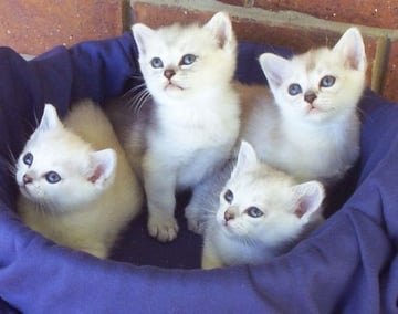 Shezarda - Burmilla Cat Breeder - Greenbank QLD