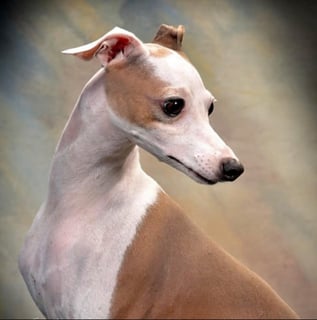 Jayveeque Italian Greyhounds