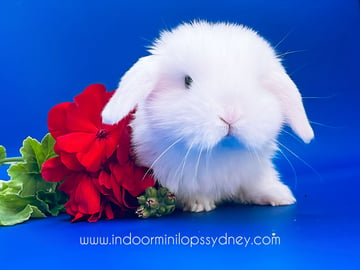 Indoor Mini Lops Sydney - Rabbit Breeder