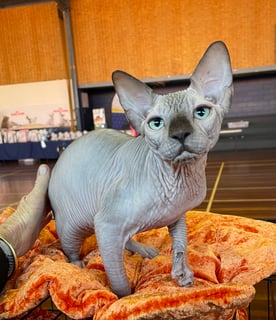 Naked Beauty Sphynx And Lykoi Cat Breeder