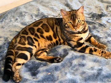 Marvelcats Bengal Cat Breeder, Victoria 