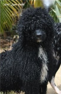 Ebbnflow Portuguese Water Dogs