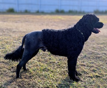 Ebbnflow Portuguese Water Dogs