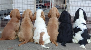 BFFUREVER Cocker Spaniels