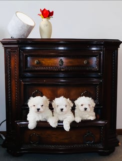 STARPLATNUM Maltese Dogs - Melbourne,  VIC