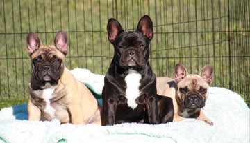 Veryloyal French Bulldogs Brisbane