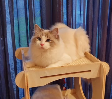 Mysticrose Ragdolls - Registered breeder of Ragdolls and Chinchilla Persian Cats