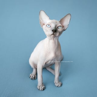 Little Lord Naked Cats - Sphynx 