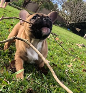 MITYANGU French Bulldogs - ANKC French Bulldog Breeder