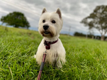 Wescotthope Kennels - Dog breeder of West Highland White Terriers