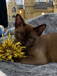 Kassam Cattery - Burmese Cat Breeder - Griffith, NSW