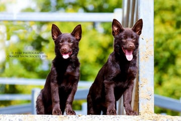 Tegoura Australian Kelpies 