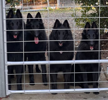 Dalibel Belgian Shepherds - Groenendael  and Tervueren