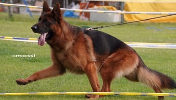 Aimsway German Shepherds