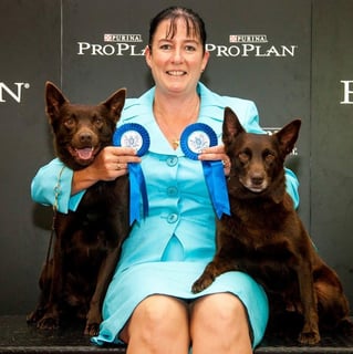 Huntarush Australian Kelpies 