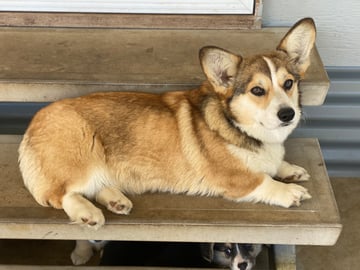 Joem Corgis - Welsh Corgi (Pembroke) Breeder, NSW