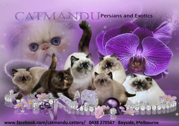 Catmandu Cattery - Himalayan and Colourpoint Persian & Exotic Breeder