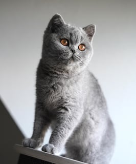 Exo Beauties British Shorthair Breeder