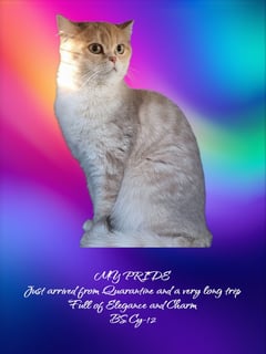 BluNirvana British Shorthairs