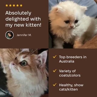 BluNirvana British Shorthairs