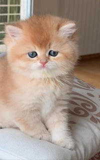 BluNirvana British Shorthairs