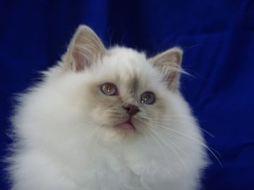 Maisondechat Birmans Queensland