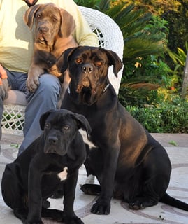 ARCIMPERACO Cane Corso