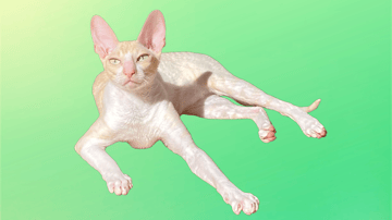 Picobello Cornish Rex