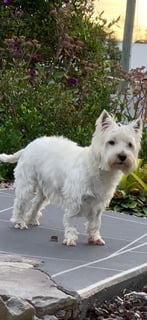 Riverwestmac - West Highland White Terrier Breeders