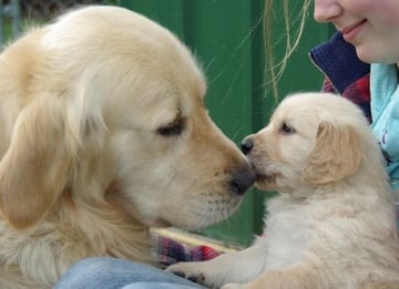 ANKC Registered Breeder - Trulore Golden Retrievers, Chihuahuas and Tibetan Spaniels.