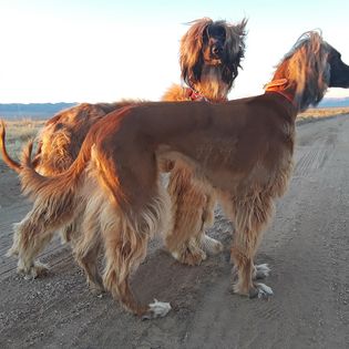 JOONUM Afghan Hounds