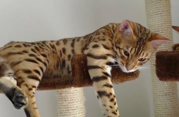 ORELIA BENGALS - Bengal Cat Breeder, Adelaide - South Australia