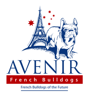 Avenir French Bulldogs - Breeder, Owner, Exhibitor