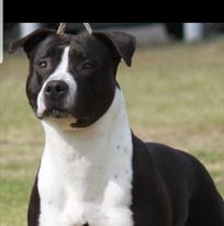 Nikar American Staffordshire Terriers