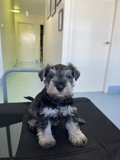 Krugleigh Schnauzers 