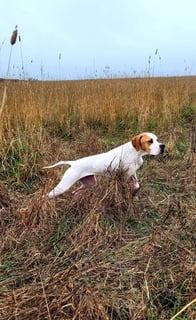 ITACLONE KENNELS - Pointer Breeder - Melbourne, VIC