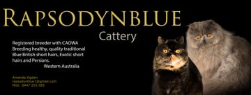 Rapsodynblue Persian and Exotic Cat Breeder