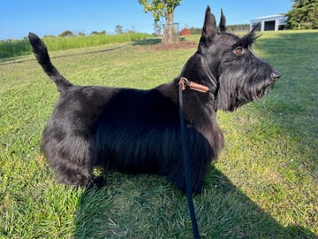 Wescotthope Kennels - Scottish Terrier Dog Breeder  