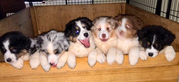 Euabalong Australian Shepherds Euabalong Australian Shepherds
