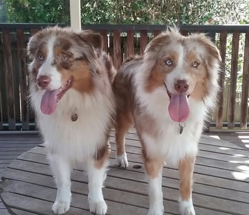 Euabalong Australian Shepherds