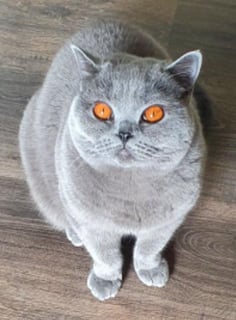 ARIDALE BRITISH SHORTHAIR CATS 